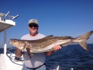 cobia4