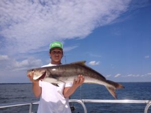 cobia7